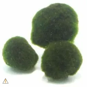 Aegagropila linnaei (Marimo Ball)